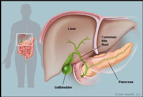 <p>Production of bile - bile is produced in the LIVER and stored in the GALLBLADDER</p>