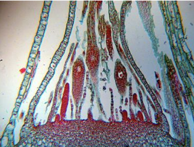 <p>Kingdom:</p><p>Phylum:</p><p>Name of Structure:</p><p>Ploidy:</p>