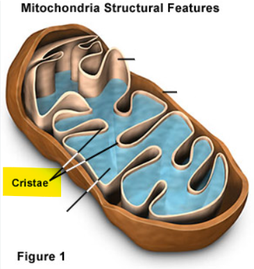 <p>the folds in the inner membrane of the mitochondria</p>