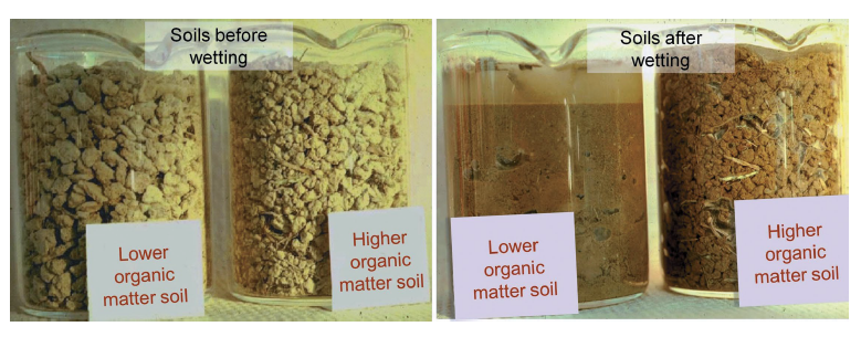 <p>The soil with more organic matter will retain more structure after getting wet because the OM is the glue that holds the structure together.</p>