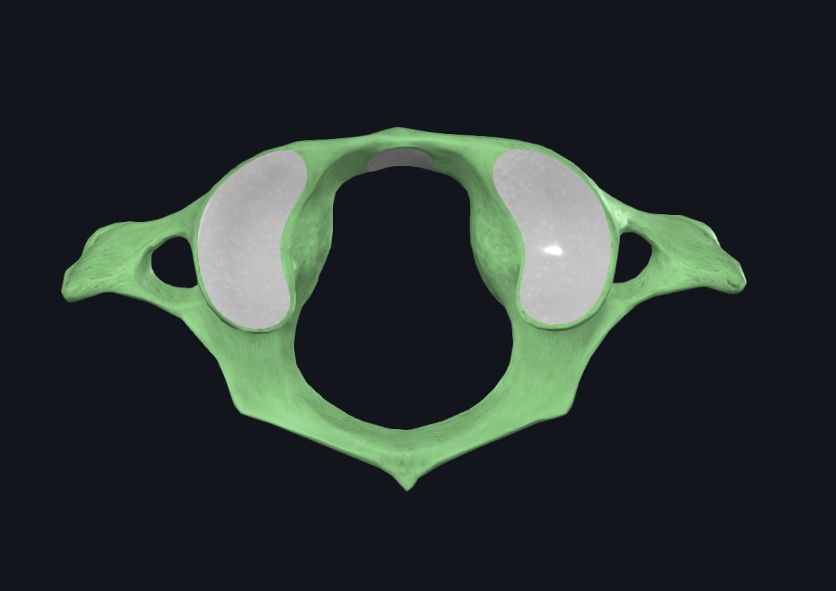<p>Cervical Vertebrae: Atlas Structures</p>