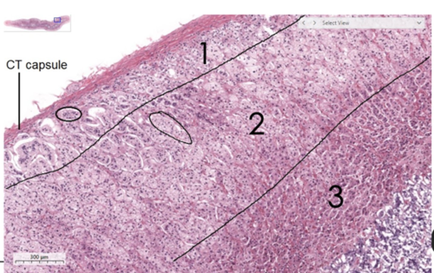 <p>Identify the specific region of the cortex (#2)</p>