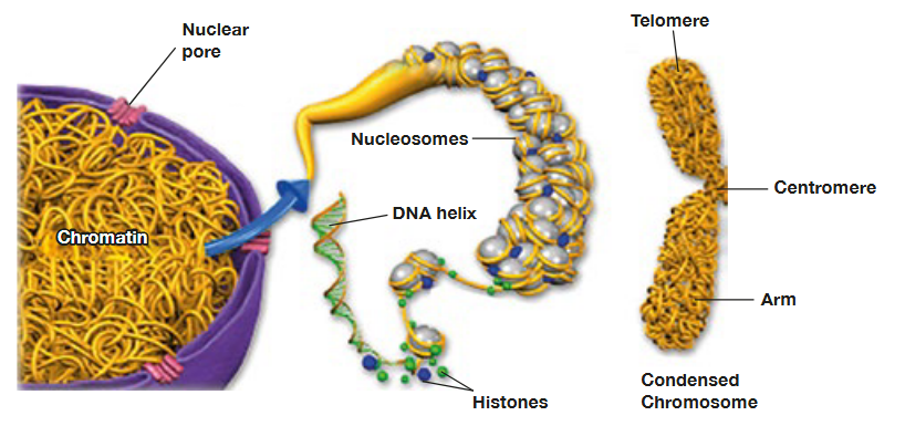 <p>Packaged inside microscopic nuclei with help of histones</p><p>Histones are positively charged proteins that adhere to negatively charged DNA to form nucleosomes</p><p>Nucleosomes fold to form chromatin fibre which forms loops</p><p>The fibres are compressed and folded to produce wide fibre that is tightly coiled into the chromatid of a chromosome</p>