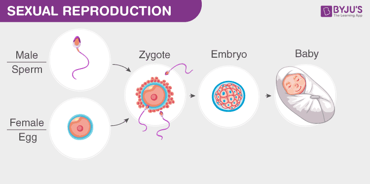 <p>sexual reproduction</p>