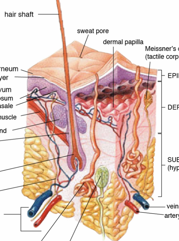 <p>protect internal tissues from injurys and regulate body temperature</p>