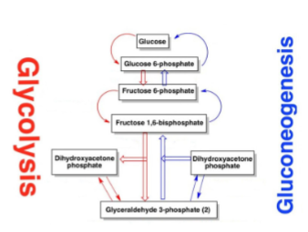 <ol><li><p class="Paragraph SCXW224007596 BCX8" style="text-align: left;"><span style="line-height: 20.925px;"><span>Using G3P as the starting material plants can make glucose by running the process of glycolysis “in reverse” </span></span></p></li></ol><ul><li><p class="Paragraph SCXW224007596 BCX8" style="text-align: left;"><span style="line-height: 20.925px;"><span>This “reverse glycolysis” is a metabolic chain called gluconeogenesis </span></span></p></li></ul><ol start="2"><li><p class="Paragraph SCXW224007596 BCX8" style="text-align: left;"><span style="line-height: 20.925px;"><span>Or plants can run glycolysis forward to make pyruvate that can go into the CAC </span></span></p></li></ol><ul><li><p class="Paragraph SCXW224007596 BCX8" style="text-align: left;"><span style="line-height: 20.925px;"><span>The molecules of the CAC can be used to make amino acids for proteins and cellular signaling molecules </span></span></p></li></ul><p></p>
