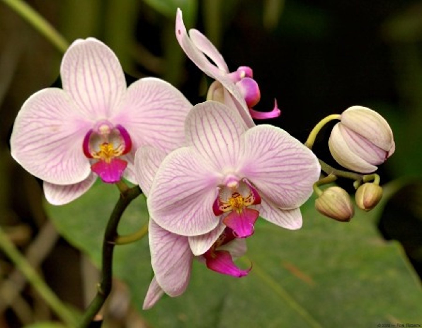 <p>une orchidée</p>