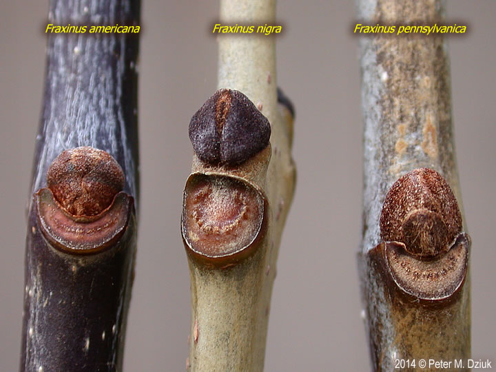 <p>Fraxinus americana </p>