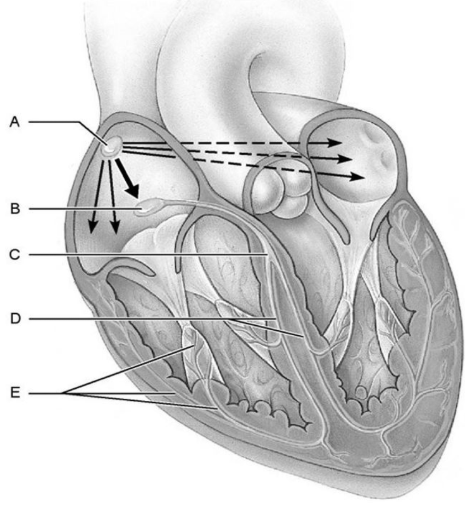 <p>A?</p>