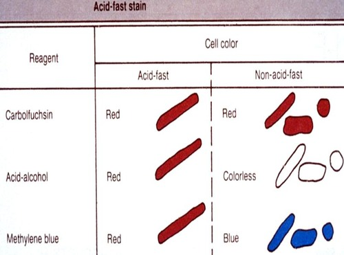 <p>Upon completion of the acid-fast stain, cells with mycolic acid in their cell envelope will appear</p><p>A. blue</p><p>B. black</p><p>C. reddish-purple</p><p>D. Green</p>
