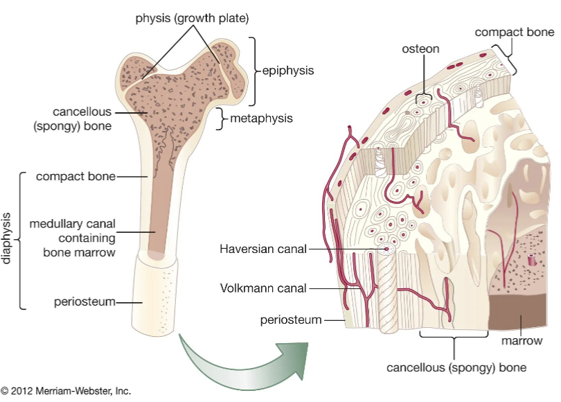 <p>trabecular bone: light, porous bone enclosing many large spaces in a honeycomb or spongy appearance (bone matrix)</p><p><mark data-color="#66dae4" style="background-color: rgb(102, 218, 228); color: inherit;">most often found in long bones, ribs, skull, and vertebrae</mark></p><p>often in epiphysis and metaphysis but can be in medullary space</p><p>forms matrix for bone marrow</p><ul><li><p>trabeculae: thin columns and plates of bone that create spongy structure along stress lines</p><ul><li><p><mark data-color="#5454e4" style="background-color: rgb(84, 84, 228); color: inherit;">provides flexibility and improves resistance to fracturing</mark></p></li></ul></li><li><p>stores bone marrow, location of blood cell genesis, storage for minerals</p></li></ul><p>L1 - bones</p>