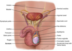 <p>Surrounds the urethra at the bladder neck and is roughly testicle-sized.</p>