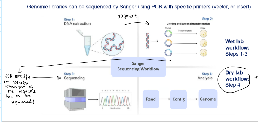 <p>Wet lab Workflow:</p><ol><li><p>DNA extraction </p></li><li><p>Fragment genomic DNA</p></li><li><p>Clone fragments in vectors and transform in bacteria</p></li><li><p>PCR amplification</p></li><li><p>Sanger Sequencing</p></li></ol><p>Dry lab workflow:</p><ol start="5"><li><p>Analysis through bioinformatics: read → contig → genome</p></li></ol><p></p>