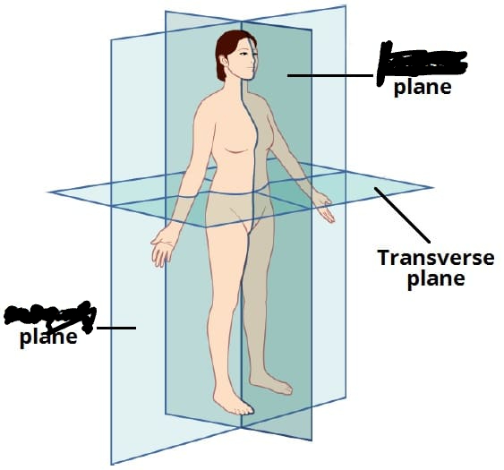 <p>splitting the body top and bottom</p>