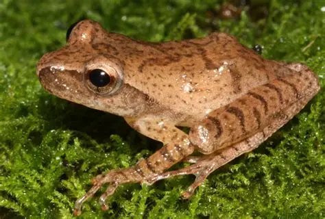 <p>What Amphibian is this?</p>
