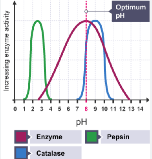 <p>-Highest at optimum pH, this depends on where the enzyme is found in the body 
-Below or Above optimum pH the enzyme denatures (activity decreases)</p>