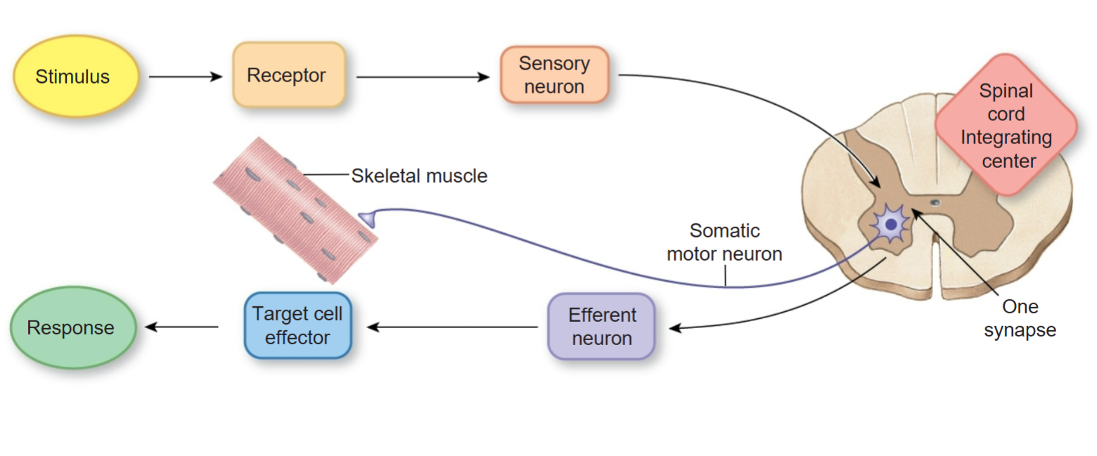 <p> has a single synapse between the afferent and efferent neurons.</p>