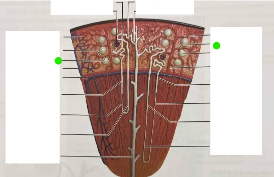 knowt flashcard image