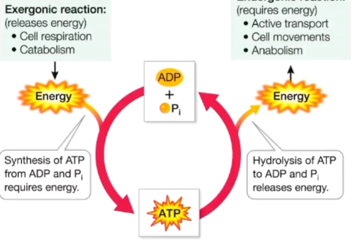 <ul><li><p>changes in electron transfer or charge of molecules</p></li><li><p>coupling of oxidation + reduction </p></li><li><p>transfer energy via electrons for work, driving processes like respiration and photosynthesis</p></li></ul><p></p>