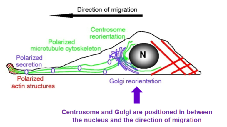 <ol><li><p>direction of movement</p></li><li><p>front protrusion: protrusion forms at leading edge w/ F-actin polymerization by Rac, Cdc42, Rho (G-proteins that organize cytoskeleton)</p></li><li><p>front adhesion: formation of new adhesion</p></li><li><p>cell-body translocation: actomyosin contraction allows cell body to translate</p></li><li><p>tail deadhesion: adhesion at trailing end disintegrates and F-actin depolymerizes </p></li><li><p>tail retraction</p></li></ol><p></p>