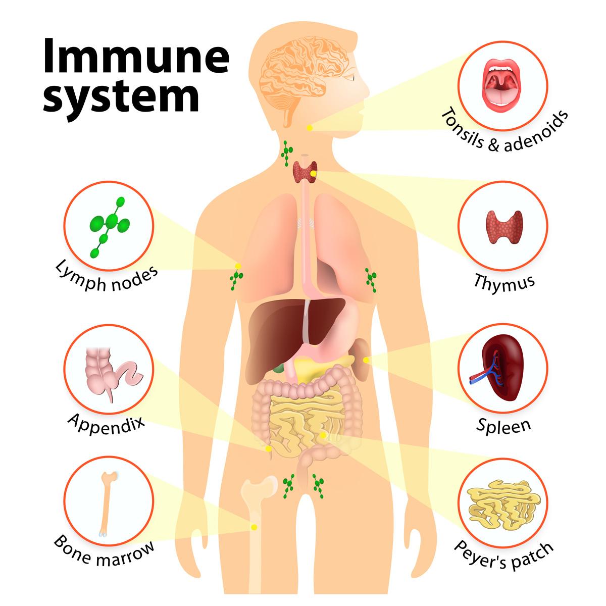 <p>immune system</p>