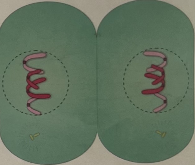 <p><span>Chromosomes arrive at the ends of the spindle and the spindle apparatus begins to disassemble. New nuclear membranes are formed around the chromosomes and the chromosomes uncoil.</span></p>