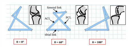 <p>The knee joint can be considered similar to an eccentric rolling joint rather than a single axis revolute joint</p>