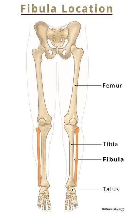 <p>lateral part of the leg</p>