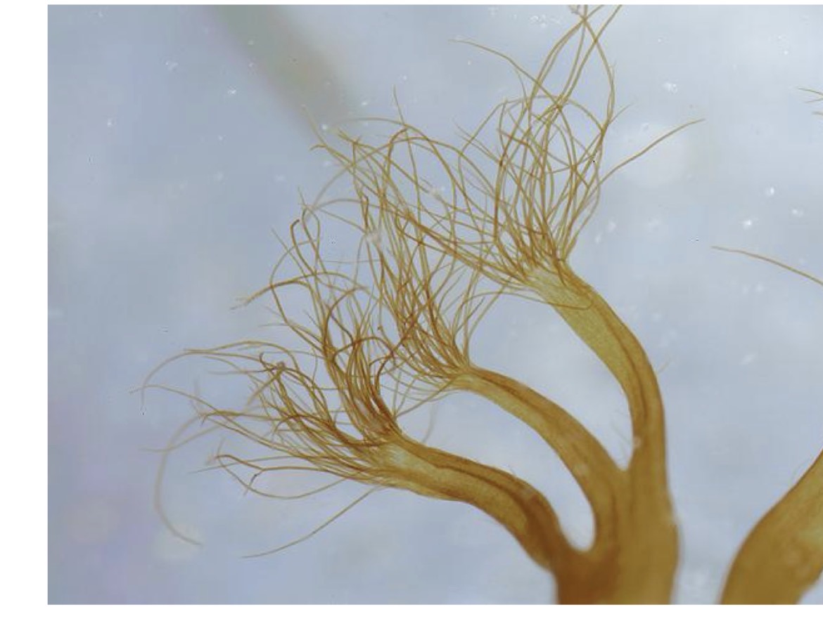 <p>Druzina razred rod in red</p>