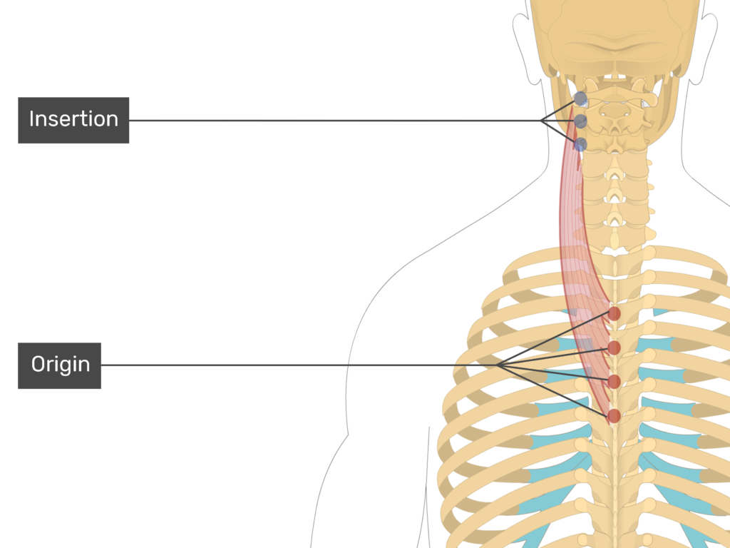 <p>Splenius Cervicis - Insertion</p>