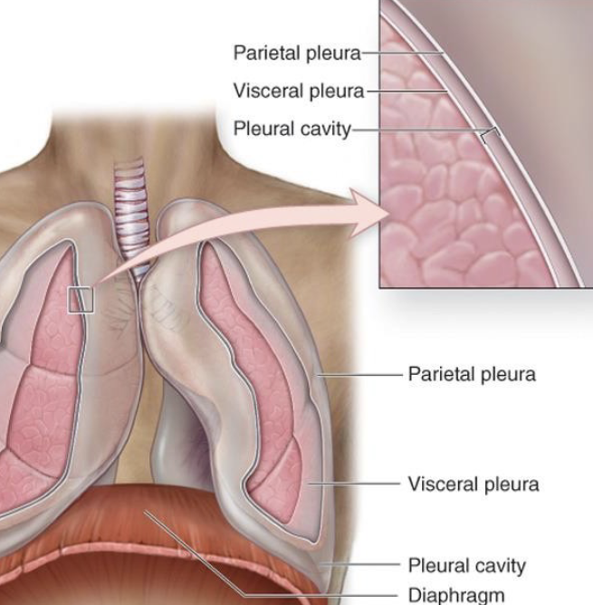 <p>Structure </p><ul><li><p><strong>Visceral pleura</strong> - inner layer, covers lungs</p></li><li><p><strong>Parietal pleura</strong> - outer layer, lines thoracic wall</p></li></ul><p>NOTE: both pleura’s are the same one layer just wrapper around like an elastic band </p><p></p><p>Between them is the <strong>pleural cavity</strong> containing pleural fluid.</p><p></p><p> Function </p><ul><li><p>Reduces friction during breathing</p></li><li><p>Maintains negative pressure to keep lungs expanded</p></li></ul><p></p>