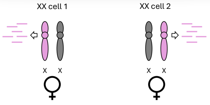 <p>Each cell <strong><u>randomly</u></strong> inactivates one of the X chromosomes</p>