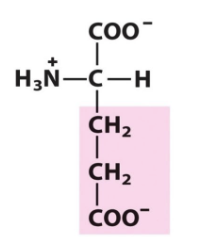 <p>Glu </p><p>E </p><p>pKa Values = 2 (-COOH), 4.3 (-COO-), 9 (-NH3+) </p>