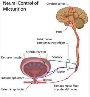 <p>Micturition is the formal medical term for the act of urination, or the process by which the urinary bladder expels urine through the urethra. </p><p>It is a complex physiological event involving both <strong>voluntary </strong>and <strong>involuntary muscle </strong>contractions coordinated by the <strong>nervous system</strong>.</p>