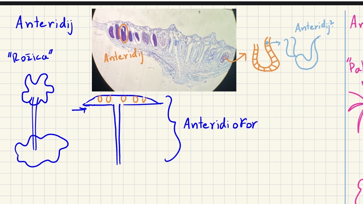 <p>Deblo streptophyta</p><p>Poddeblo marchantiophytina - jeternjaki</p><p class="has-focus is-empty">Razred krpati/ steljkasti</p><p class="has-focus is-empty">Studencni jeternjak</p><p class="has-focus is-empty"></p><p class="has-focus is-empty">Anteridiofor moški gametofit</p>
