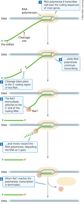<p>An exonuclease (capable of degrading RNA in the 5’ → 3’ direction). Like a guided torpedo, Rat1 homes in on the polymerase, chewing up the RNA as it moves. When Rat1 reaches the transcription machinery, transcription terminates. </p>
