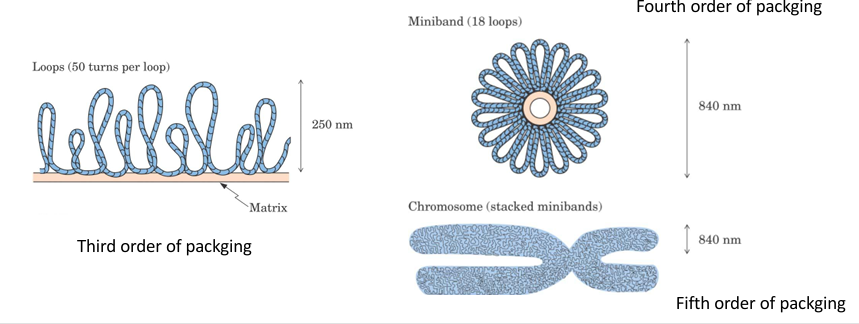 <p>Chromatin fibers are organized into loops, and the loops into the bands that provide the superstructure of chromosomes.</p>