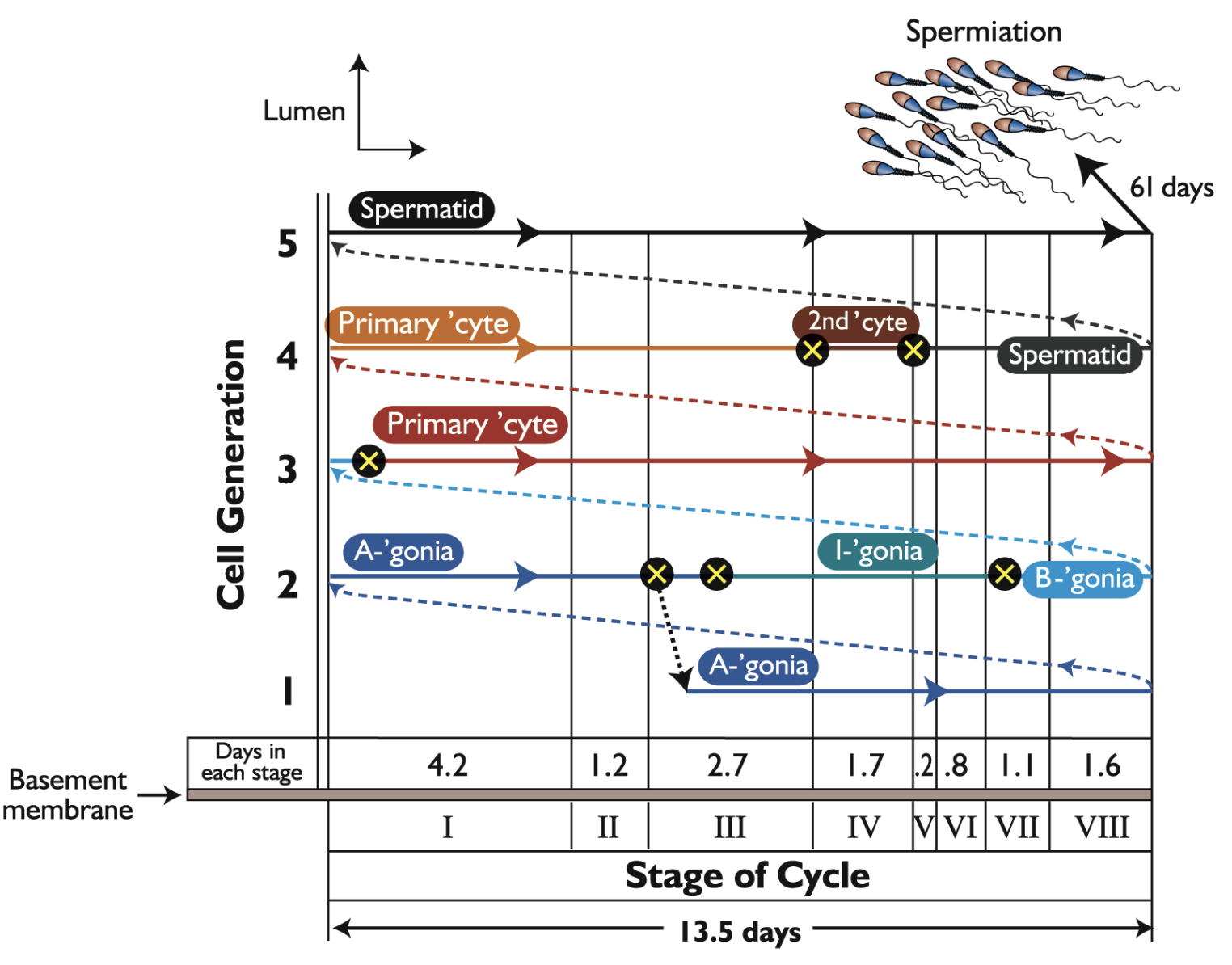 <p>Duration of cycle of the seminiferous epithelium</p><ul><li><p>Species dependent</p></li><li><p>Typical 4.5 cycles required for A1 spermatogonia to become mature spermatozoa </p></li><li><p>Some species variation (different length of stages)</p></li></ul><p></p>