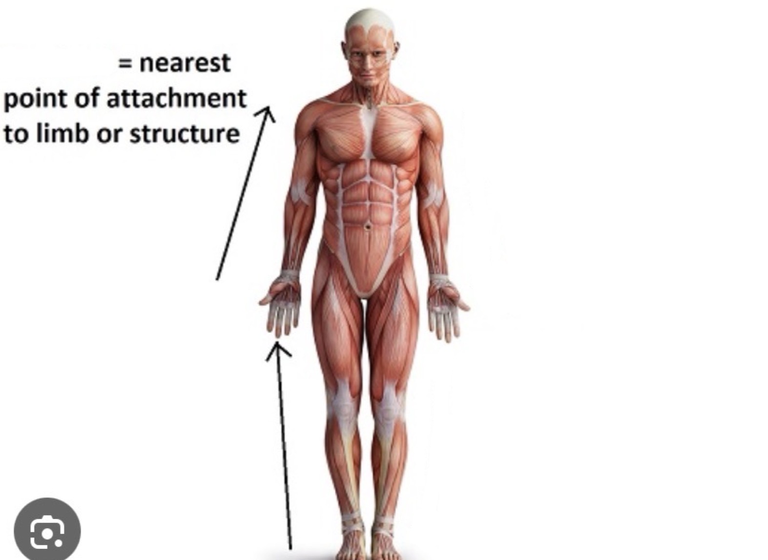 <p>parts nearer point of attachment, point of reference, origin, or beginning, toward center of body</p>