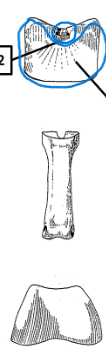 <ul><li><p>one proximal facet</p></li><li><p>very slight groove</p></li></ul><p></p><p>dog proximal phalanx</p>