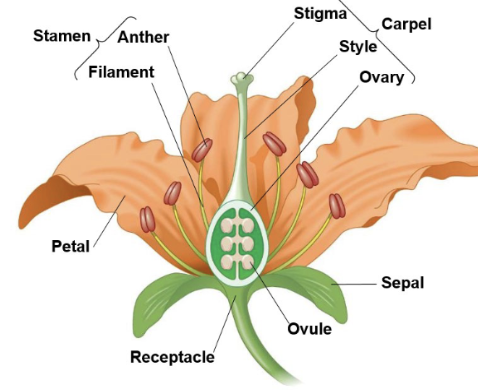 <p><span style="background-color: transparent; font-family: "EB Garamond", serif;"><strong>Flower Anatomy&nbsp;</strong></span></p>