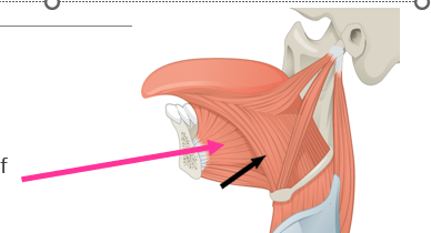 <p><span style="color: rgb(238, 9, 9);"><span>Hyoglossus and Chondroglossus </span></span><span style="color: rgb(255, 255, 255);"><span>(considered part of Hyoglossus)</span></span></p>