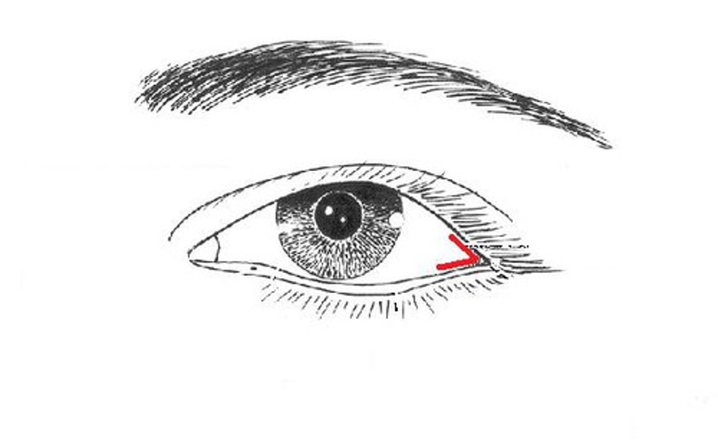 <p>outer corner where the upper and lower eyelids meet</p>
