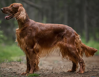 <p>welk type hond is dit</p>