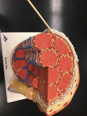 <p>Name this specific structure</p>