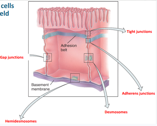 <p>how cells within tissues are held together </p><ul><li><p>tight junctions</p></li><li><p>desmosomes</p></li><li><p>gap junctions</p></li></ul><p></p>