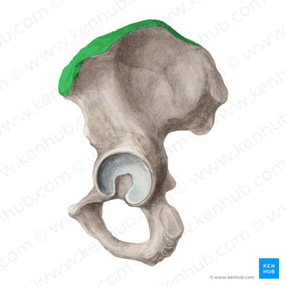 <p>narrow ridge of bone; usually prominent </p>