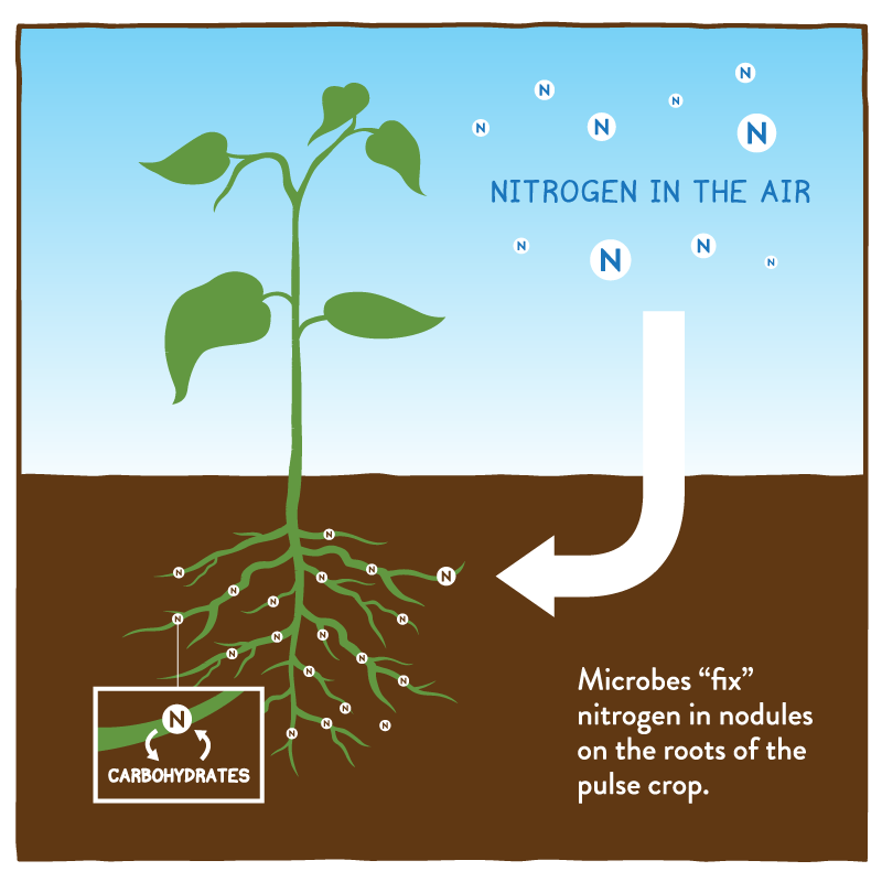 nitrogen fixation