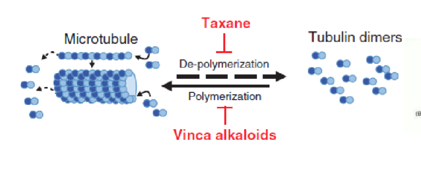 <p>natural chemotheraputic derived from periwinkle plant</p><p><strong>inhibits tubulin polymerization → </strong>distrupts assemplt of microtublules involed in mitiotic spindle M phase</p>