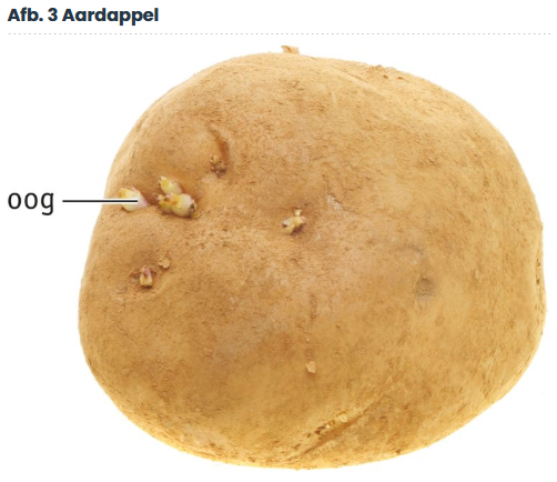 <p>Knoppen.</p><p><span>Bij een aardappel worden die knoppen ‘ogen’ genoemd.</span></p>